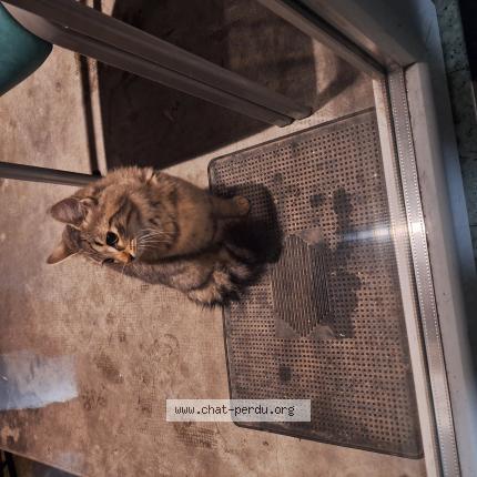 Photo de chat trouvé à Digne