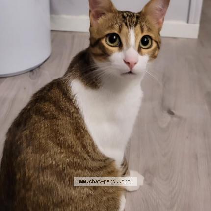 Photo de chat perdu à Villeneuve D Ascq