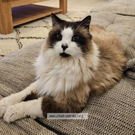 Photo de chat perdu à Vire