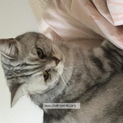 Photo de chat perdu à Colombes