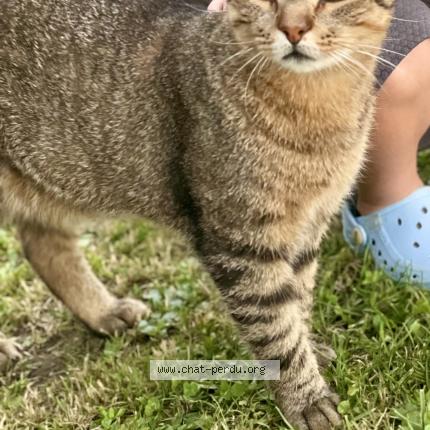 Photo de chat perdu à Alby Sur Cheran