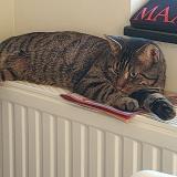 Photo de chat perdu à Bruxelles