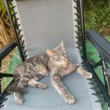 Photo de chat perdu à Bourg En Bresse