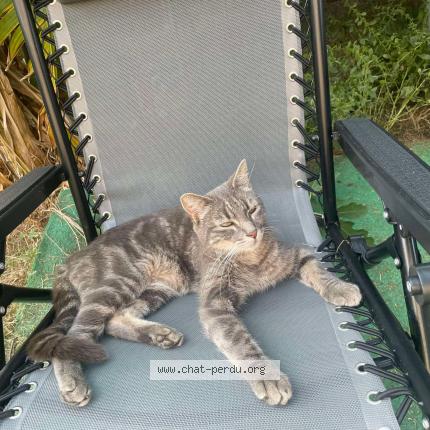 Photo 1/1 Chat retrouvé Perdu à Bourg en bresse