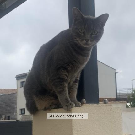Photo de chat perdu à Saint Just