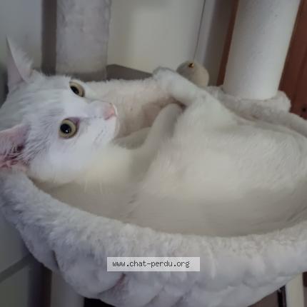 Photo de chat perdu à Dallet