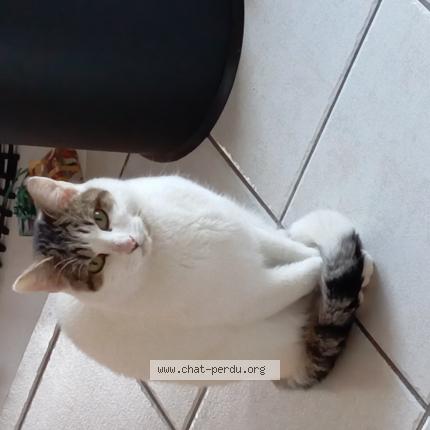 Photo de chat perdu à Saint Martin D Heres