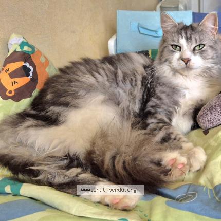 Photo 1/1 Sushi Chat perdu à Montauban