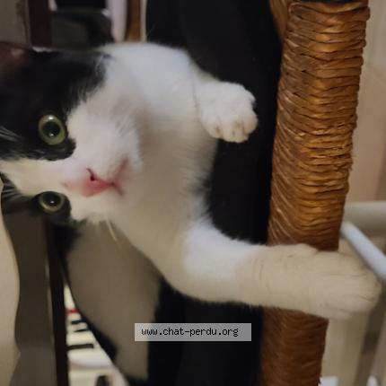 Photo de chat trouvé à Mondonville