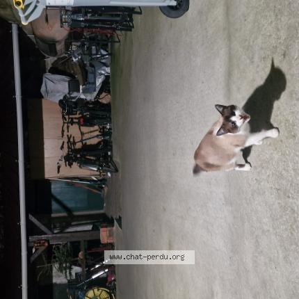 Photo de chat trouvé à Beautour