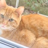 Photo de chat trouvé à Rouen