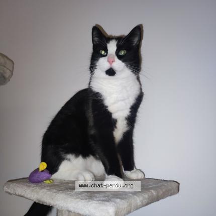 Photo de chat perdu à Fleure