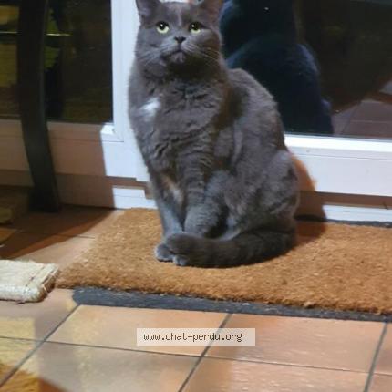 Photo de chat perdu à Bessoncourt