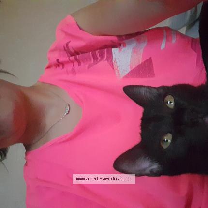 Photo de chat perdu à La Ravoire
