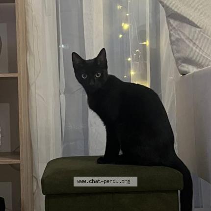 Photo 1/1 Chat retrouvé Perdu à Murs erigne