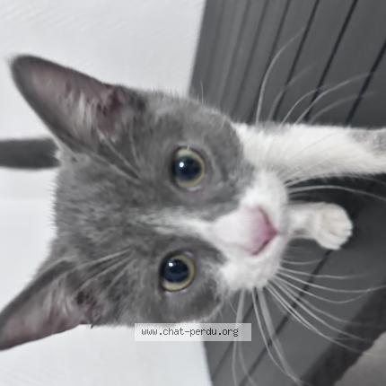 Photo de chat trouvé à Evreux