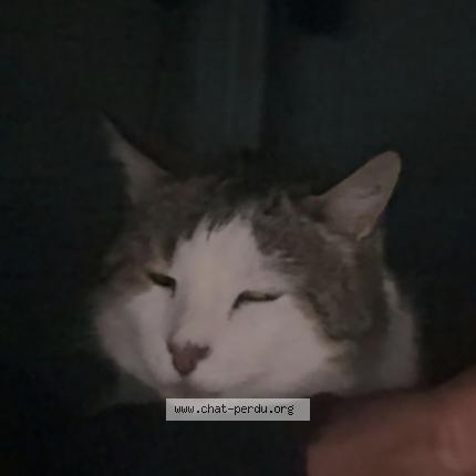 Photo 1/1 Chat retrouvé Perdu à Riorges