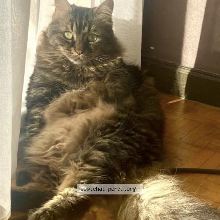 Photo de chat perdu à Marseille