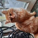 Photo de chat perdu à Le Mans