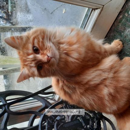 Photo 1/1 Chat retrouvé Perdu à Le mans