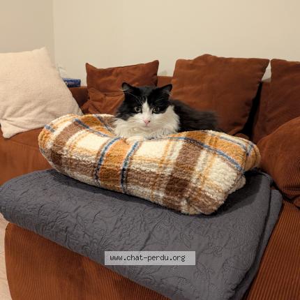 Photo de chat perdu à L Honor De Cos