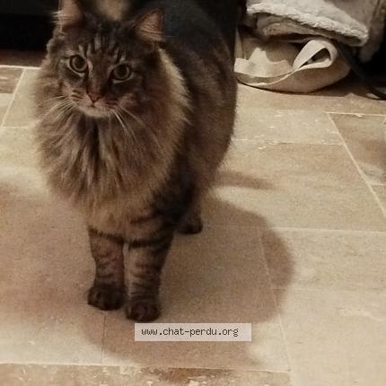 Photo de chat trouvé à Marseille
