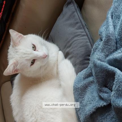 Photo de chat perdu à La Rochelle