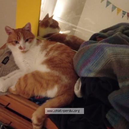 Photo de chat perdu à Rennes