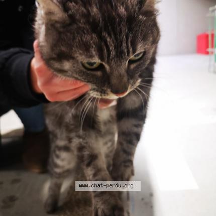 Photo 1/1 Chat retrouvé Trouvé à Les ponts de ce