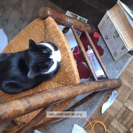 Photo 1/1 Chat retrouvé Perdu à Toulouse