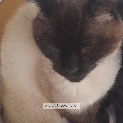 Photo de chat perdu à Ingre