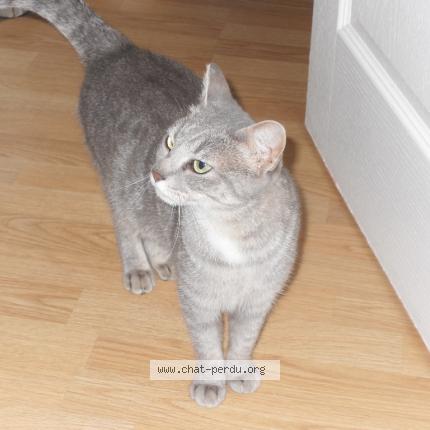 Photo 1/1 Chat retrouvé Perdu à Nancy