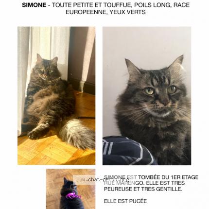Photo 1/1 Chat retrouvé Perdu à Marseille