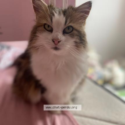 Photo de chat perdu à Chambly