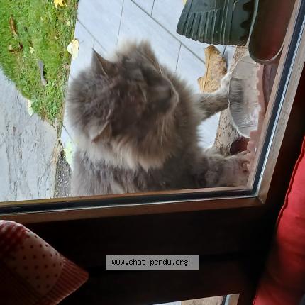 Photo de chat perdu à Domessin