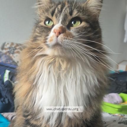 Photo de chat perdu à Auch