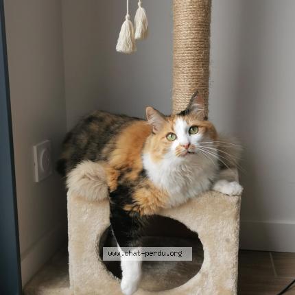 Photo de chat perdu à Saint Medard En Jalles