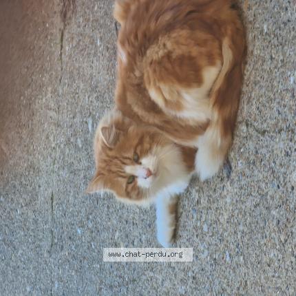 Photo 2/2 Chat retrouvé Perdu à Bayonne