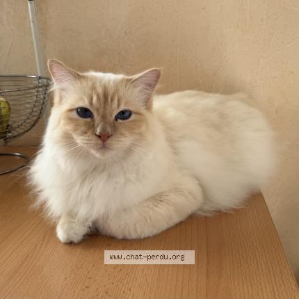 Photo de chat perdu à Saint Vincent De Paul