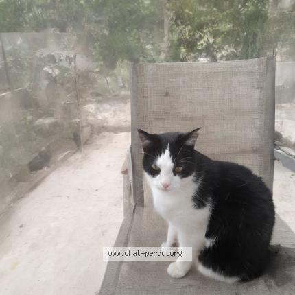 Photo de chat perdu à Royan