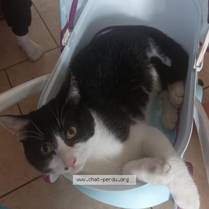 Photo 1/1 Chat retrouvé Perdu à Illfurth