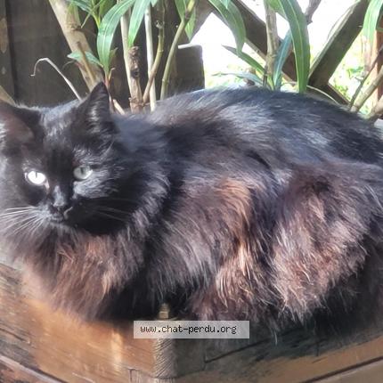 Photo 1/1 Baki Chat perdu à Sainte helene sur isere