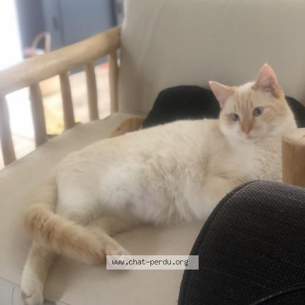 Photo de chat perdu à Gouvieux