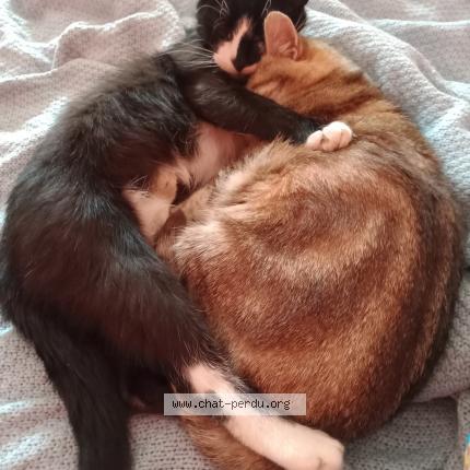 Photo 1/3 TZARINETTE OU PIPINE Chat perdu à Allaire