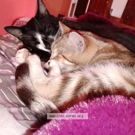 Photo 2/3 TZARINETTE OU PIPINE Chat perdu à Allaire