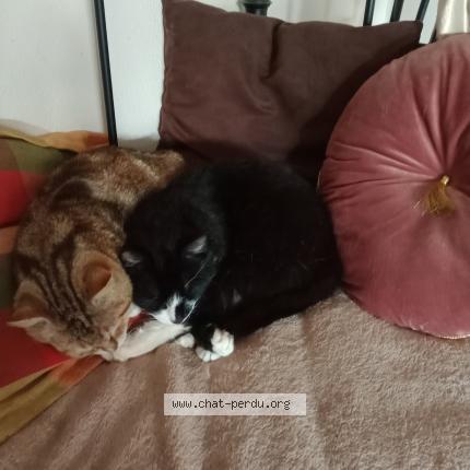 Photo 3/3 TZARINETTE OU PIPINE Chat perdu à Allaire