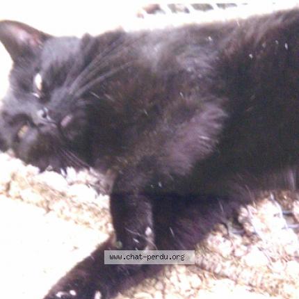 Photo 1/1 Chat retrouvé Perdu à Saint Nazaire