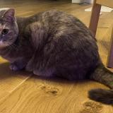 Photo de chat perdu à Carrieres Sur Seine