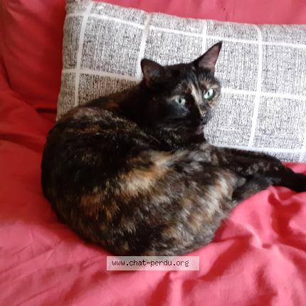 Photo de chat perdu à Perpignan