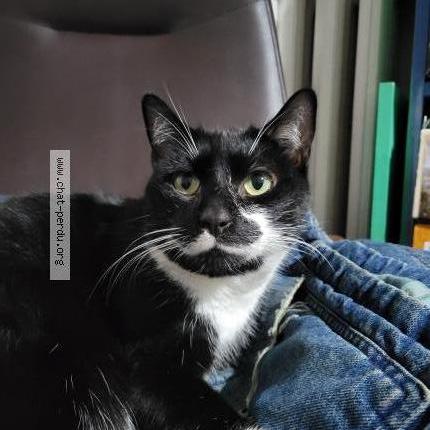 Photo de chat perdu à Asnieres Sur Seine